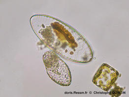Petrodictyon_gemma_cq_003
