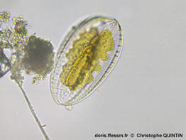 Petrodictyon_gemma_cq_004