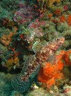 gobius_cruentatus-fa1