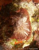 peyssonnelia_rosa-marina-P_heteromorpha-fa15r