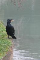 phalacrocorax_carbo-mm01