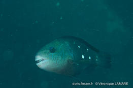 chlorurus_sordidus-vl3
