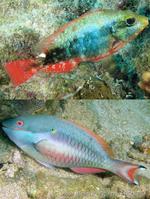 sparisoma_aurofrenatum_ap3