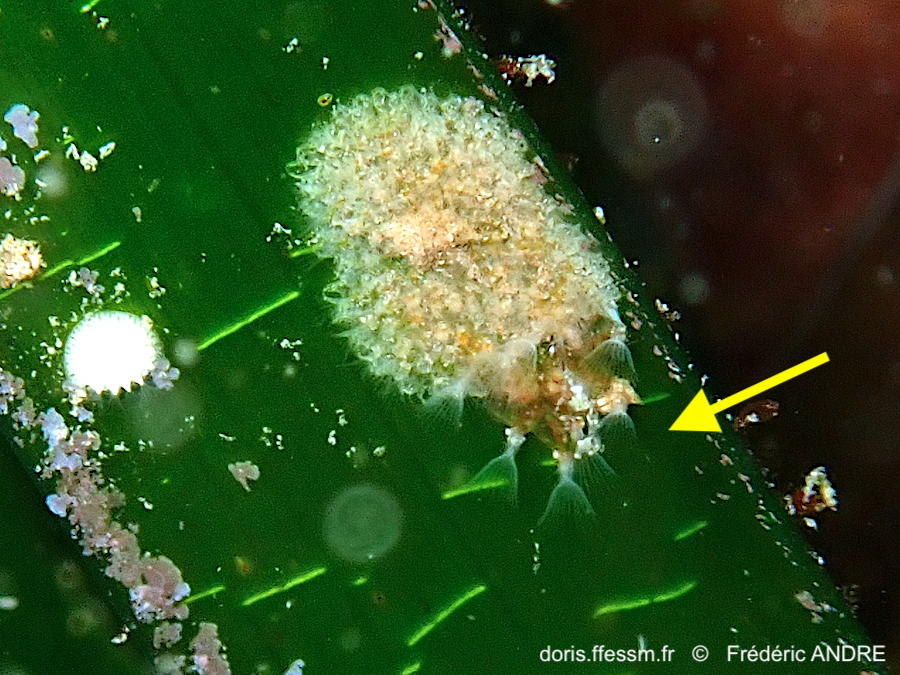 Pherusella_minima-fran75