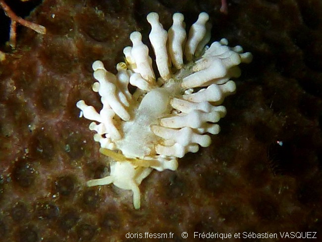 Phestille des Montipora