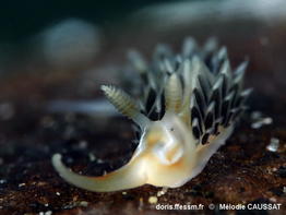 Phidiana_lynceus