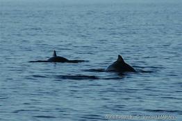 phocoena_phocoena-10