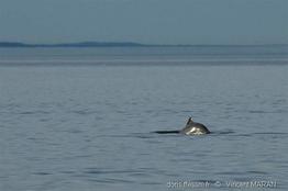 phocoena_phocoena-9