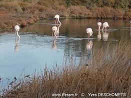 phoenicopterus_roseus-yd15