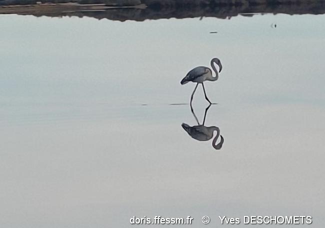 phoenicopterus_roseus-yd4