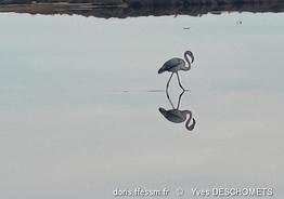 phoenicopterus_roseus-yd4