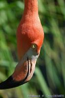 phoenicopterus_ruber-4