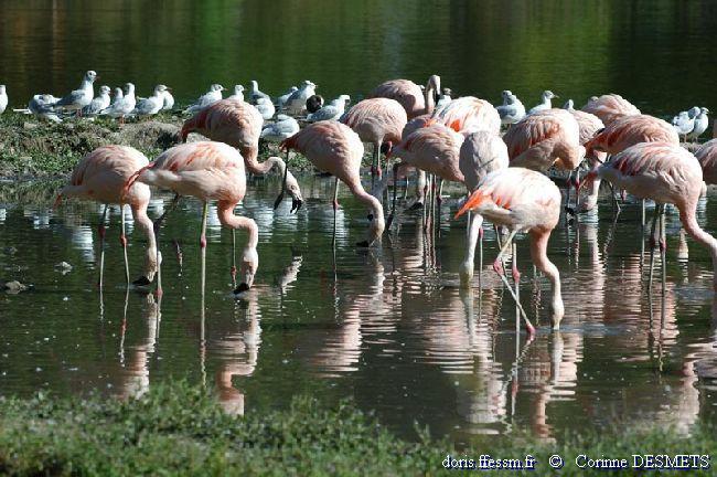 phoenicopterus_ruber-5