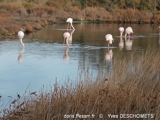 phoenicopterus_ruber-yd15