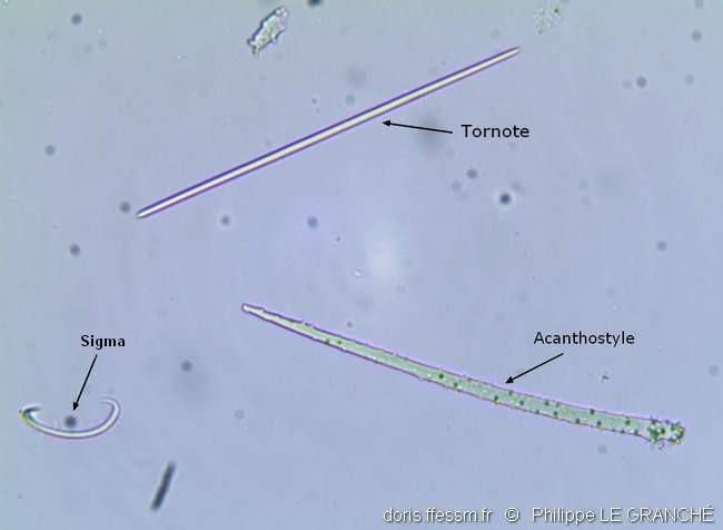 phorbas_dives_spicules-plg-img-02