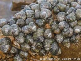 phorcus_articulatus-clri-img_73452
