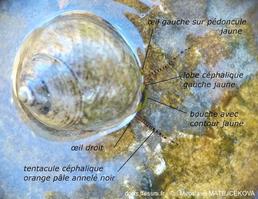 phorcus_articulatus-mimat-img_08
