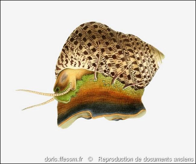phorcus_articulatus-rda-img_603