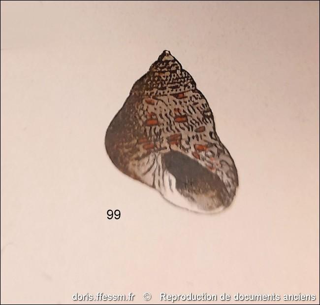 phorcus_articulatus-rda-img_99