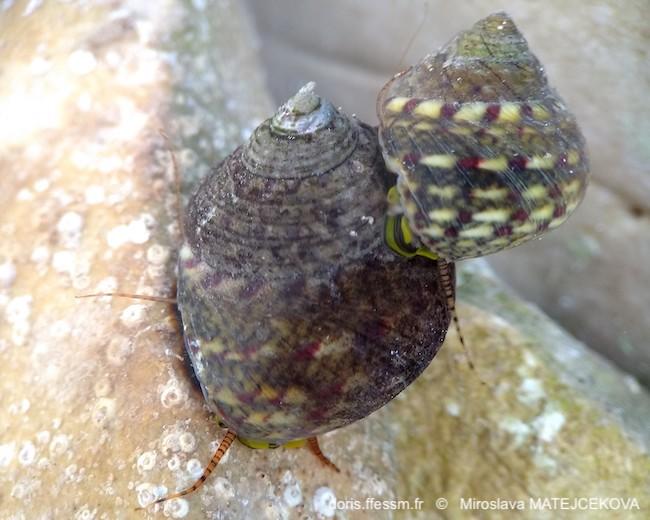 phorcus_articulatus_mima_12_covoiturage