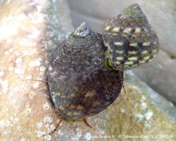 phorcus_articulatus_mima_12_covoiturage