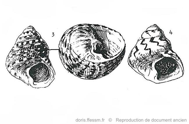 phorcus_articulatus_REP_11_Nordsieck_1974