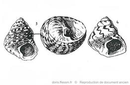 phorcus_articulatus_REP_11_Nordsieck_1974