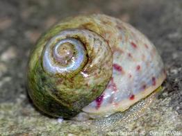 Phorcus_mutabilis-dapa-img_02.jpg