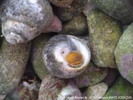 Phorcus_mutabilis-mim-img_03.jpg