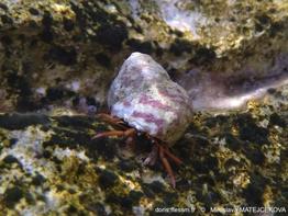 Phorcus_mutabilis-mim-img_04.jpg