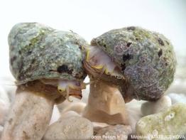 Phorcus_mutabilis-mim-img_06.jpg