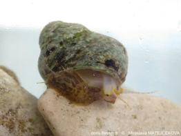 Phorcus_mutabilis-mim-img_07.jpg