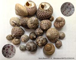 Phorcus_mutabilis-mim-img_08.jpg