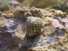 phorcus_mutabilis-mima-img_316