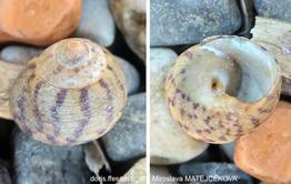 Phorcus_mutabilis-mima95529