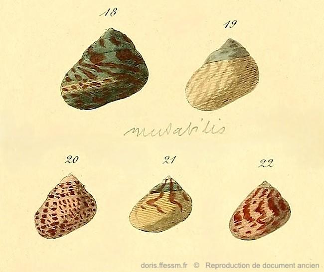 Phorcus_mutabilis-RDA_11.jpg