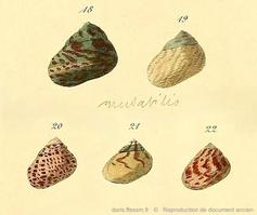 Phorcus_mutabilis-RDA_11.jpg