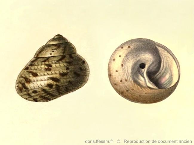 Phorcus_mutabilis-RDA_12.jpg