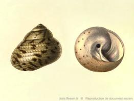 Phorcus_mutabilis-RDA_12.jpg