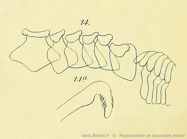 phorcus_mutabilis-RDA_13.jP