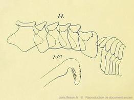 phorcus_mutabilis-RDA_13.jP