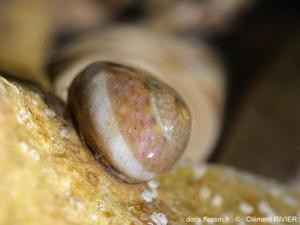 Phorcus_richardi-clri05