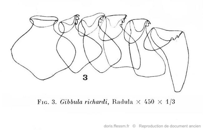 Phorcus_richardi-Jean-Maurice-GAILLARD-radula