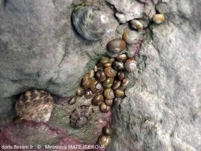 phorcus_richardi-mima-img_07