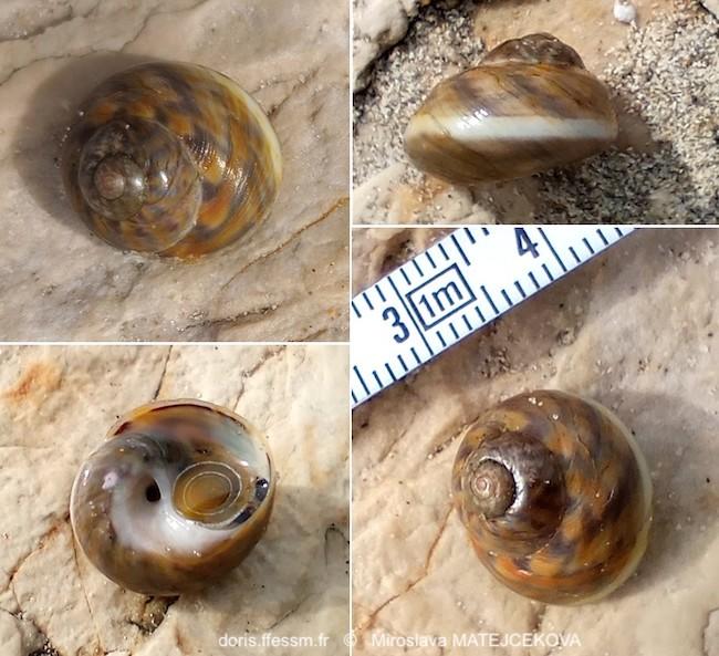 phorcus_richardi-mima-img_08