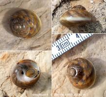 phorcus_richardi-mima-img_08