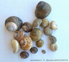 phorcus_richardi-mima-img_09