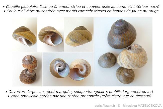 phorcus_richardi-mima-img_10