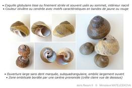 phorcus_richardi-mima-img_10