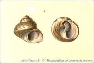 phorcus_richardi-rda-img_01